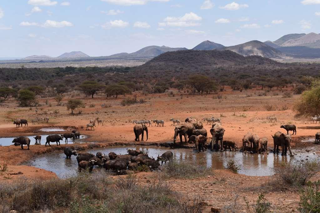 Kilaguni Serena Safari Lodge Tsavo Udogodnienia zdjęcie