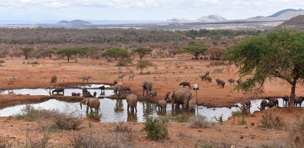 Kilaguni Serena Safari Lodge Tsavo Udogodnienia zdjęcie